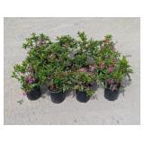 12- Herbet Azalea