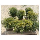 8- False Cypress