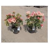 2- Percy Wiseman Rhododendron