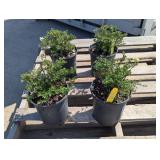 4- Mackay's White Potentilla