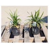 2- Big Blue Liriope
