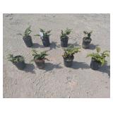 8- Tassel Fern