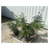 4- Western Red Cedar