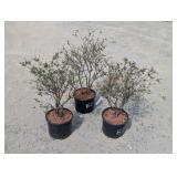3- California Lilac