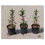 3- Sitka Spruce