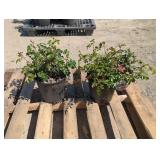 2-Sunrise Sunset Rose