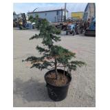 1- Cedar Tree