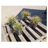 4- Evergold Sedge