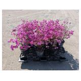 10- Purple Splendor Azalea
