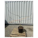 1- Combo Apple Tree
