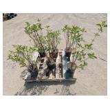 6- Cardinal Red Twig Dogwood