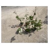 5- Rubus Blackberry