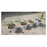 4- Robert Kemp Canna Lily
