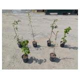 Assorted Tree Lot- 2- Little Leaf Linden, 2-