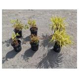 Assorted lot- 4- Heavenly Bamboo, 1- Reed Grass,