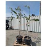 2- Birch Trees