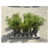 6- Minnet Weigela
