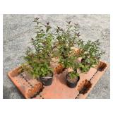 5- Anthony Waterer Spirea