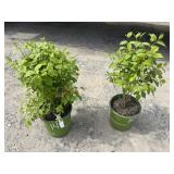 2- Mock Orange