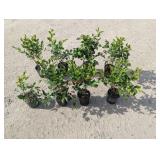 8- Miss Kim Dwarf Lilac