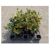 28- Compact English Laurel