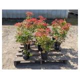 10- Mountain Fire Pieris
