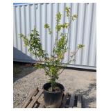 1- Italian Prune Plum
