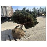 Blue Spruce - Bundled