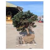 Blue Spruce - Bundled