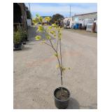 1- Variegated Tulip Tree