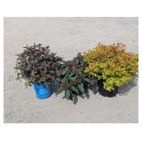 Assorted Lot- 1- Spirea, 1- David Vibernum, 1-