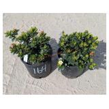 2- Klein's Hardy Gardenia