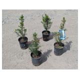 4- Douglas Fir