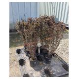 8- Ninebark