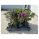 15- Assorted Rhododendron