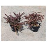 2- Barberry