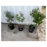 3- Lilac