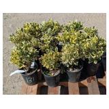 11- Silver Queen Euonymus