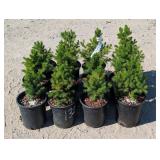 12- Dwarf Alberta Spruce