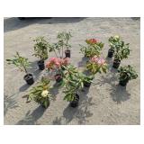 14- Assorted Rhododendron