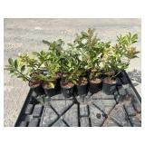 12- English Laurel