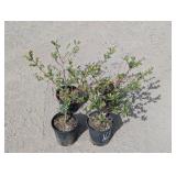 4- Dappled Willow