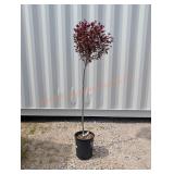 Purple Sand Cherry Tree