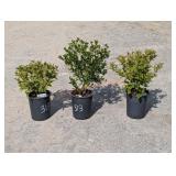 2- Red Variegated Weigela & 1- California Lilac