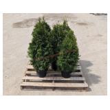 5- Emerald Green Aborvitae
