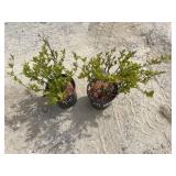 2- Merlot Virginia Sweetspire Itea