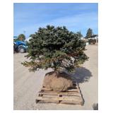 Blue Spruce - Bundled