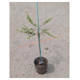 1- Dappled Willow Tree