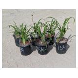 6- Happy Returns Daylily