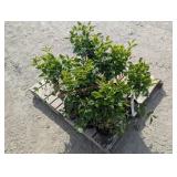 8- Miss Kim Dwarf Lilac